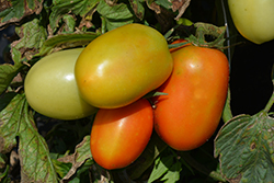 Roma VF Tomato (Solanum lycopersicum 'Roma VF') at Echter's Nursery & Garden Center