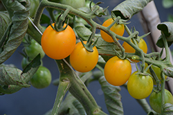 SunSugar Tomato (Solanum lycopersicum 'SunSugar') at Echter's Nursery & Garden Center
