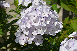 Flame Blue Garden Phlox (Phlox paniculata 'Flame Blue') at Echter's Nursery & Garden Center