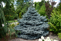 Montgomery Blue Spruce (Picea pungens 'Montgomery') at Echter's Nursery & Garden Center