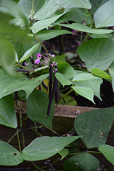 Royal Burgundy Bush Bean (Phaseolus vulgaris 'Royal Burgundy') at Echter's Nursery & Garden Center