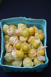 Goldie Ground Cherry (Physalis pruinosa 'Goldie') at Echter's Nursery & Garden Center