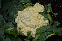 Amazing Cauliflower (Brassica oleracea var. botrytis 'Amazing') at Echter's Nursery & Garden Center