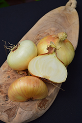 Vidalia Onion (Allium cepa 'Vidalia') at Echter's Nursery & Garden Center