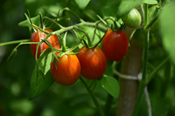 Sugar Rush Tomato (Solanum lycopersicum 'Sugar Rush') at Echter's Nursery & Garden Center