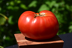 Brandywine Red Tomato (Solanum lycopersicum 'Brandywine Red') at Echter's Nursery & Garden Center