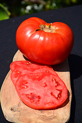 Brandywine Red Tomato (Solanum lycopersicum 'Brandywine Red') at Echter's Nursery & Garden Center