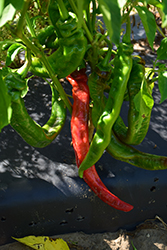 Long Thin Cayenne Pepper (Capsicum annuum 'Long Thin Cayenne') at Echter's Nursery & Garden Center