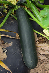 Black Beauty Zucchini (Cucurbita pepo var. cylindrica 'Black Beauty') at Echter's Nursery & Garden Center