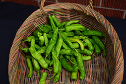 Takara Sweet Pepper (Capsicum annuum 'Takara') at Echter's Nursery & Garden Center