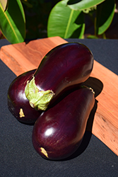 Eggplant (Solanum melongena) at Echter's Nursery & Garden Center