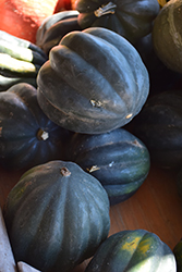 Table Ace Squash (Cucurbita pepo var. turbinata 'Table Ace') at Echter's Nursery & Garden Center