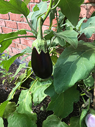 Nadia Eggplant (Solanum melongena 'Nadia') at Echter's Nursery & Garden Center