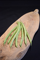 Mascotte Bush Bean (Phaseolus vulgaris 'Mascotte') at Echter's Nursery & Garden Center