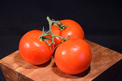 Sweet Chelsea Cherry Tomato (Solanum lycopersicum 'Sweet Chelsea Cherry') at Echter's Nursery & Garden Center
