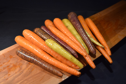 Rainbow Carrot (Daucus carota var. sativus 'Rainbow') at Echter's Nursery & Garden Center