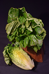 Valley Heart Romaine Lettuce (Lactuca sativa var. longifolia 'Valley Heart') at Echter's Nursery & Garden Center