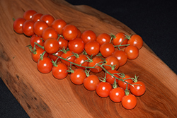 Rapunzel Tomato (Solanum lycopersicum 'Rapunzel') at Echter's Nursery & Garden Center