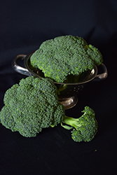 Destiny Broccoli (Brassica oleracea var. italica 'Destiny') at Echter's Nursery & Garden Center