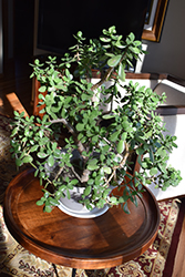 Jade Plant (Crassula ovata) at Echter's Nursery & Garden Center