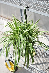 Variegated Spider Plant (Chlorophytum comosum 'Variegatum') at Echter's Nursery & Garden Center