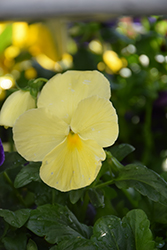 Delta Speedy Clear Yellow Pansy (Viola x wittrockiana 'Delta Speedy Clear Yellow') at Echter's Nursery & Garden Center