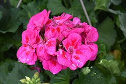 Fantasia Purple Sizzle Geranium (Pelargonium 'Fantasia Purple Sizzle') at Echter's Nursery & Garden Center