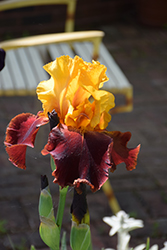 Supreme Sultan Iris (Iris 'Supreme Sultan') at Echter's Nursery & Garden Center
