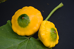 Sunburst Pattypan Squash (Cucurbita pepo var. clypeata 'Sunburst') at Echter's Nursery & Garden Center