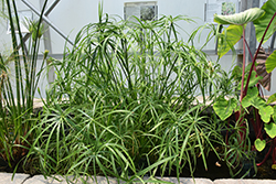 Umbrella Plant (Cyperus alternifolius) at Echter's Nursery & Garden Center