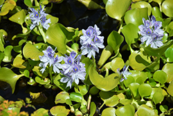 Water Hyacinth (Eichhornia crassipes) at Echter's Nursery & Garden Center