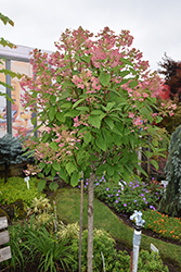 Quick Fire Hydrangea (tree form) (Hydrangea paniculata 'Bulk') at Echter's Nursery & Garden Center