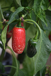 Jalapeno M Hot Pepper (Capsicum annuum 'Jalapeno M') at Echter's Nursery & Garden Center
