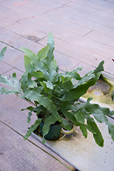 Blue Star Fern (Phlebodium aureum) at Echter's Nursery & Garden Center