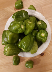 Padron Pepper (Capsicum annuum 'Padron') at Echter's Nursery & Garden Center