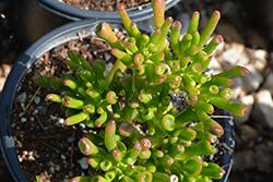 Gollum Jade Plant (Crassula ovata 'Gollum') at Echter's Nursery & Garden Center