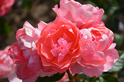 Passionate Kisses Rose (Rosa 'Meizebul') at Echter's Nursery & Garden Center