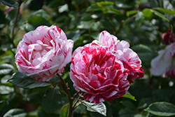 Scentimental Rose (Rosa 'Scentimental') at Echter's Nursery & Garden Center