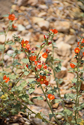 Desert Globemallow (Sphaeralcea ambigua) at Echter's Nursery & Garden Center