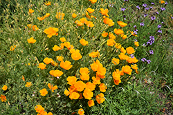 California Poppy (Eschscholzia californica) at Echter's Nursery & Garden Center