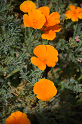 California Poppy (Eschscholzia californica) at Echter's Nursery & Garden Center