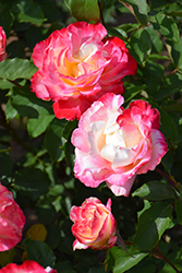 Double Delight Rose (Rosa 'Double Delight') at Echter's Nursery & Garden Center