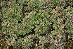 Tricolor Stonecrop (Sedum spurium 'Tricolor') at Echter's Nursery & Garden Center