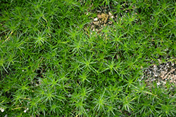 Irish Moss (Sagina subulata) at Echter's Nursery & Garden Center