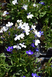 Riviera Blue Splash Lobelia (Lobelia erinus 'Riviera Blue Splash') at Echter's Nursery & Garden Center