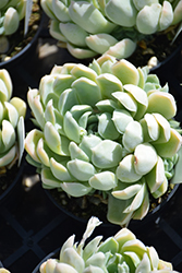 Mexican Snowball (Echeveria elegans) at Echter's Nursery & Garden Center