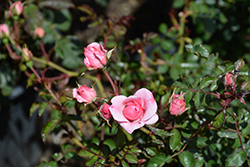 Bonica Rose (Rosa 'Meidomonac') at Echter's Nursery & Garden Center