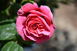 Dee-Lish Rose (Rosa 'Meiclusif') at Echter's Nursery & Garden Center
