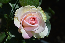 Falling In Love Rose (Rosa 'WEKmoomar') at Echter's Nursery & Garden Center
