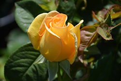 Gold Struck Rose (Rosa 'Gold Struck') at Echter's Nursery & Garden Center